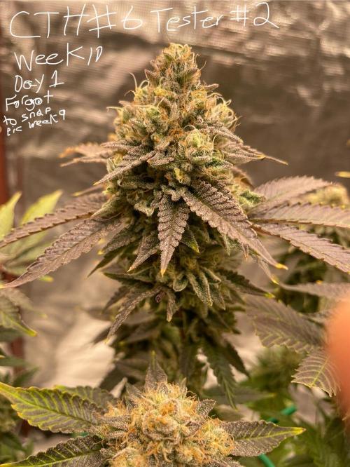 First properly done grow: Failed harvest. Week 15