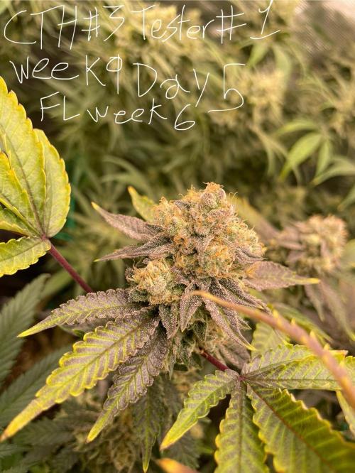 First properly done grow: Failed harvest. Week 15