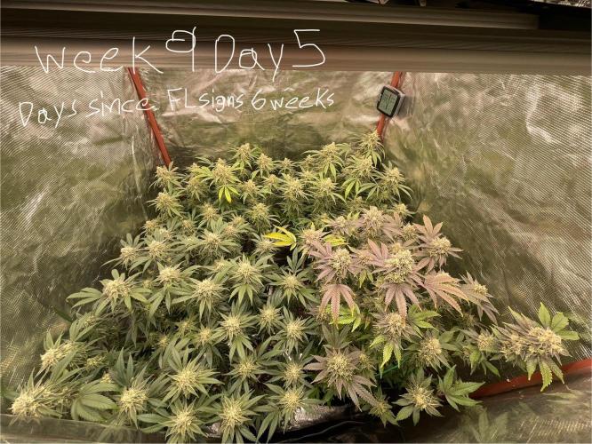First properly done grow: Failed harvest. Week 15