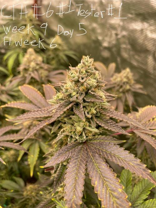 First properly done grow: Failed harvest. Week 15