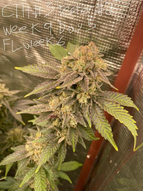 First properly done grow: Failed harvest. Week 15