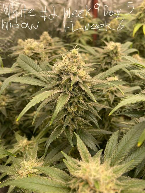 First properly done grow: Failed harvest. Week 15
