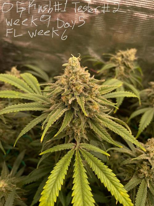 First properly done grow: Failed harvest. Week 15