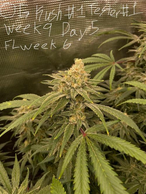 First properly done grow: Failed harvest. Week 15