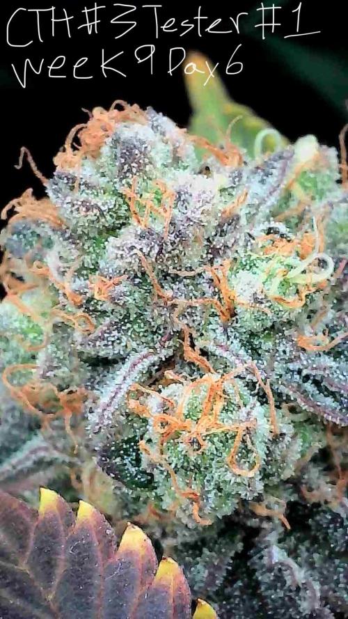 First properly done grow: Failed harvest. Week 15