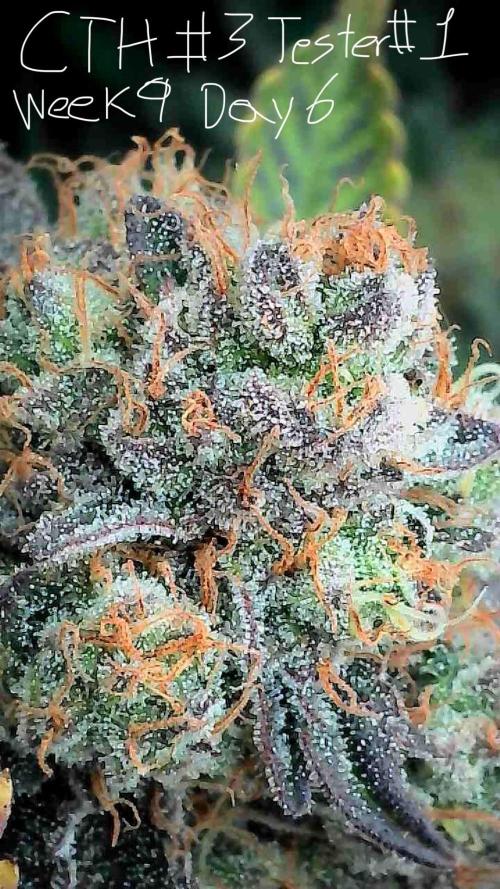 First properly done grow: Failed harvest. Week 15