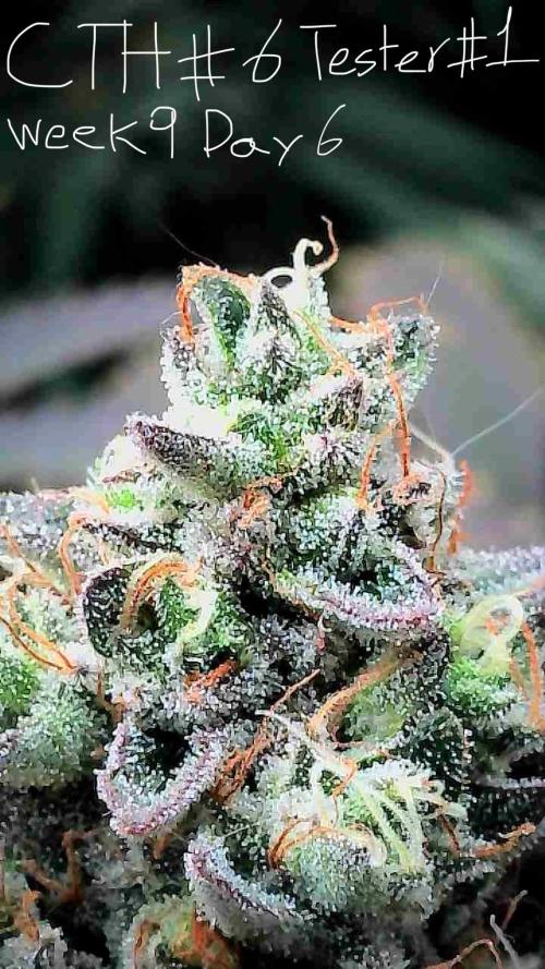 First properly done grow: Failed harvest. Week 15