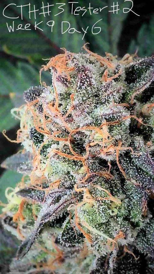 First properly done grow: Failed harvest. Week 15