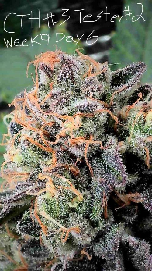 First properly done grow: Failed harvest. Week 15