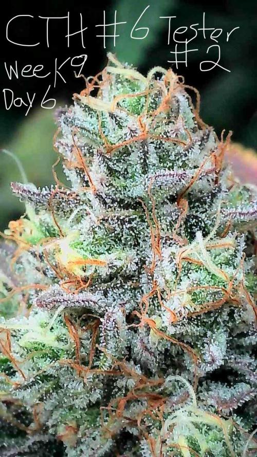 First properly done grow: Failed harvest. Week 15
