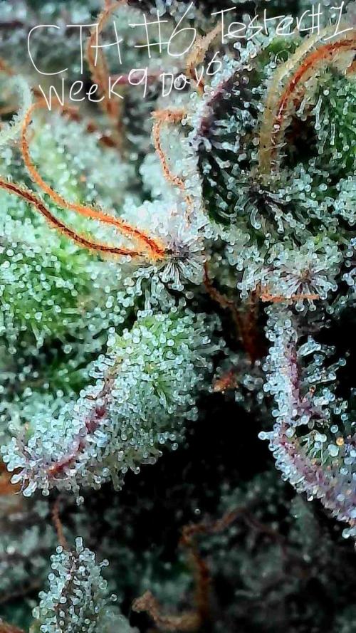 First properly done grow: Failed harvest. Week 15