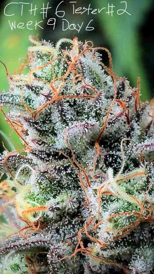 First properly done grow: Failed harvest. Week 15