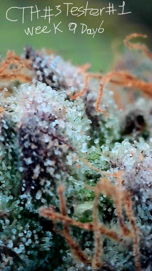 First properly done grow: Failed harvest. Week 15
