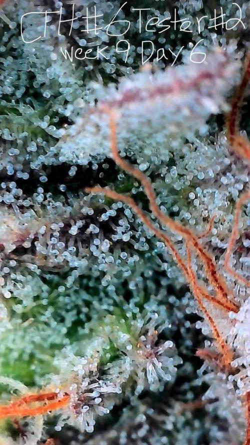 First properly done grow: Failed harvest. Week 15