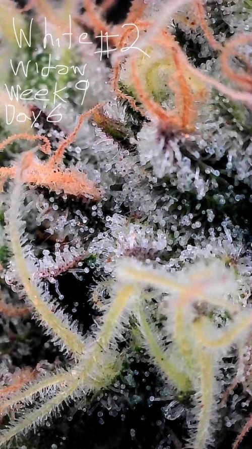 First properly done grow: Failed harvest. Week 15