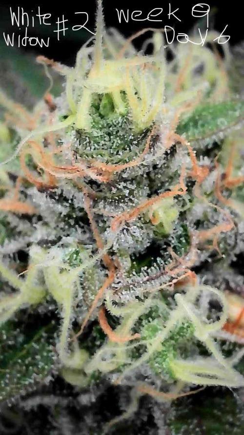 First properly done grow: Failed harvest. Week 15