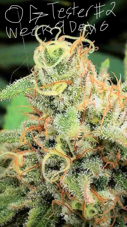 First properly done grow: Failed harvest. Week 15