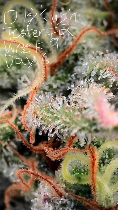 First properly done grow: Failed harvest. Week 15