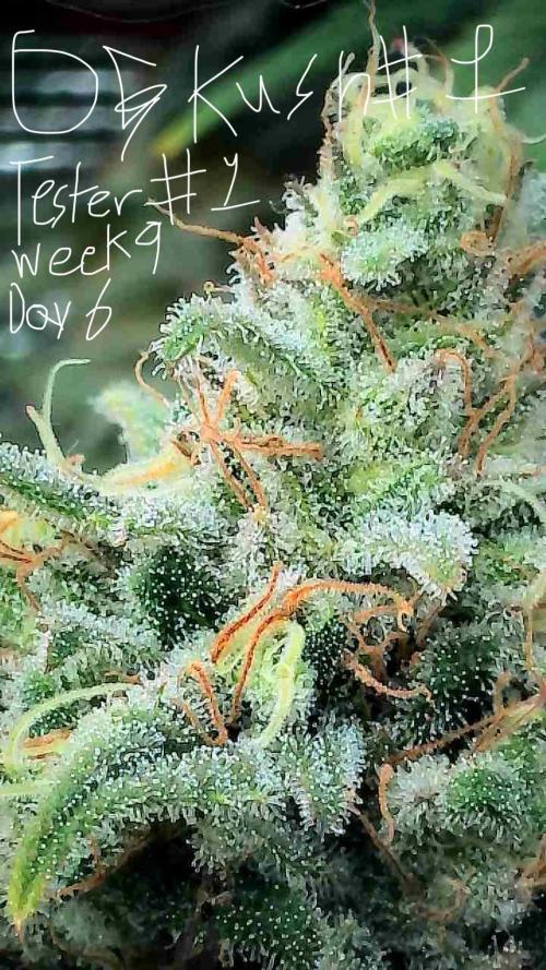First properly done grow: Failed harvest. Week 15