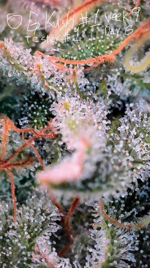 First properly done grow: Failed harvest. Week 15