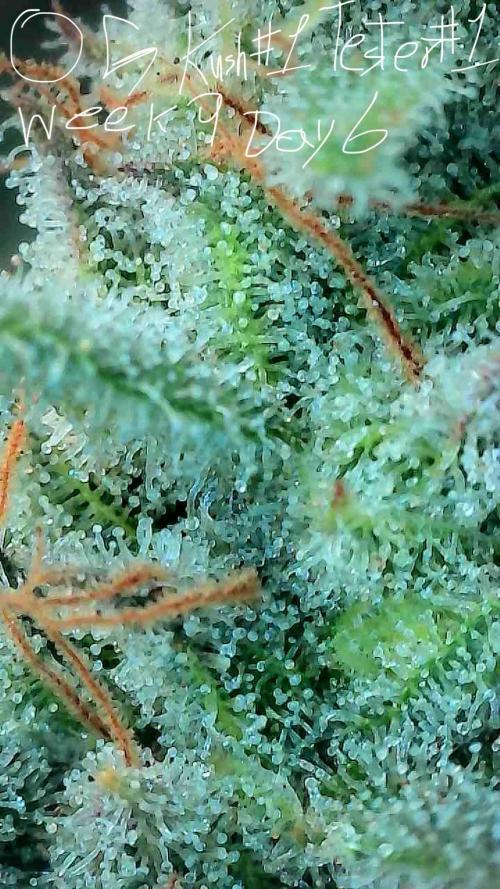 First properly done grow: Failed harvest. Week 15