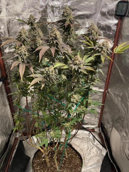 First properly done grow: Failed harvest. Week 16