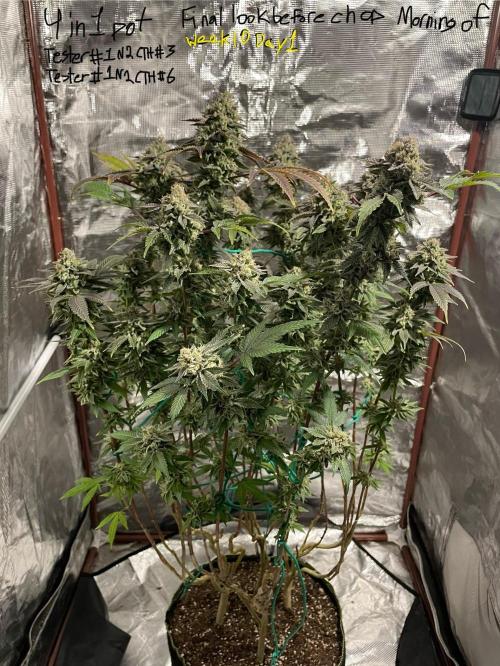 First properly done grow: Failed harvest. Week 16