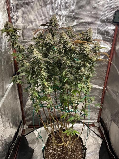 First properly done grow: Failed harvest. Week 16