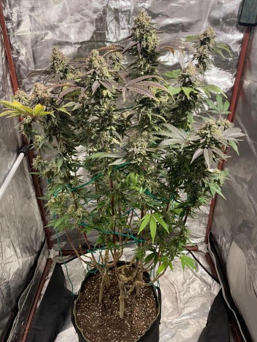 First properly done grow: Failed harvest. Week 16