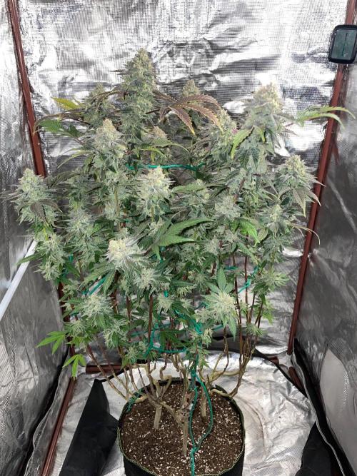 First properly done grow: Failed harvest. Week 16