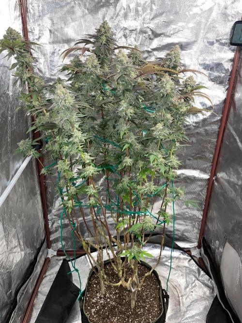 First properly done grow: Failed harvest. Week 16