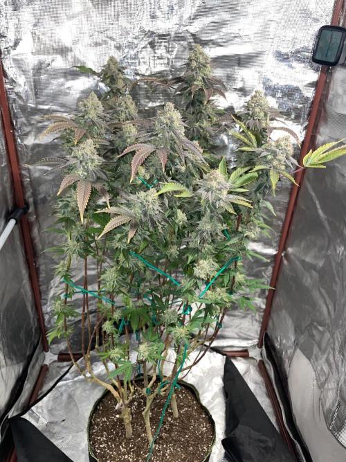 First properly done grow: Failed harvest. Week 16