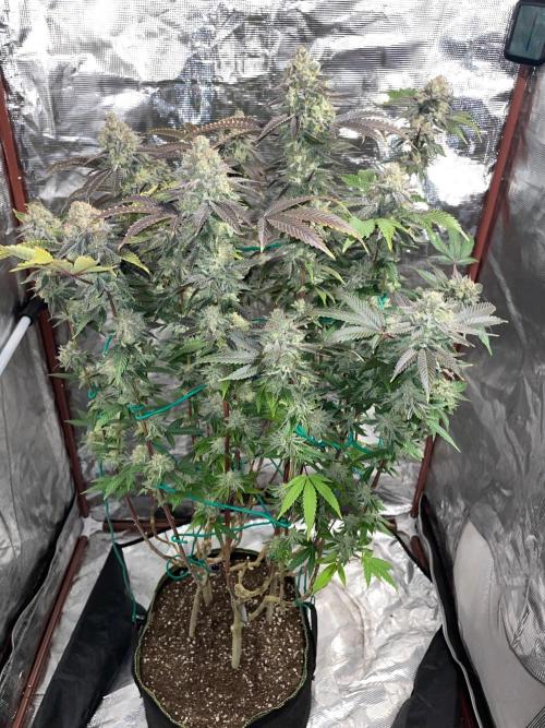 First properly done grow: Failed harvest. Week 16