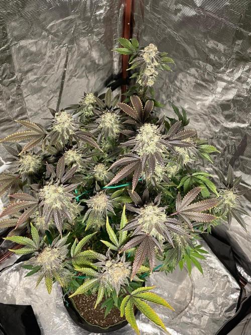 First properly done grow: Failed harvest. Week 16