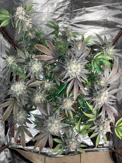 First properly done grow: Failed harvest. Week 16