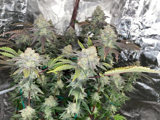 First properly done grow: Failed harvest. Week 16