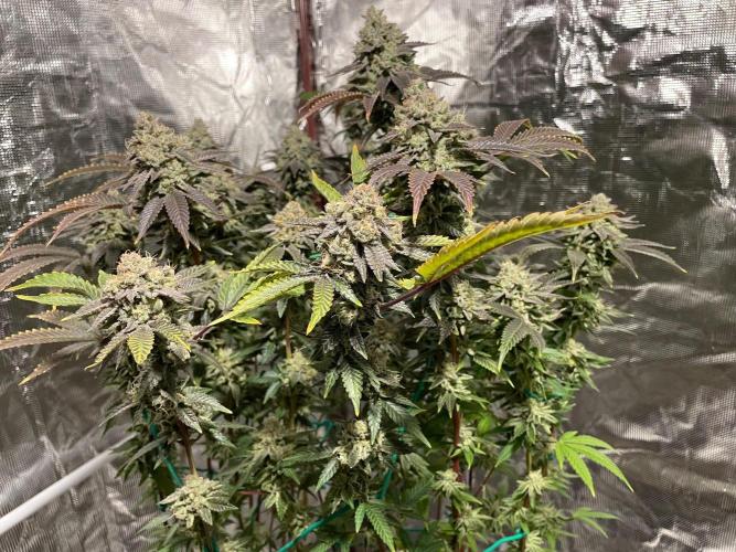 First properly done grow: Failed harvest. Week 16