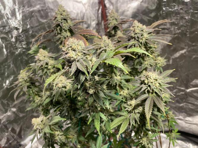 First properly done grow: Failed harvest. Week 16