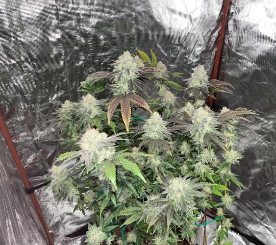 First properly done grow: Failed harvest. Week 16