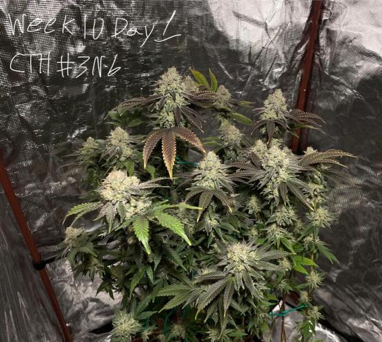 First properly done grow: Failed harvest. Week 16