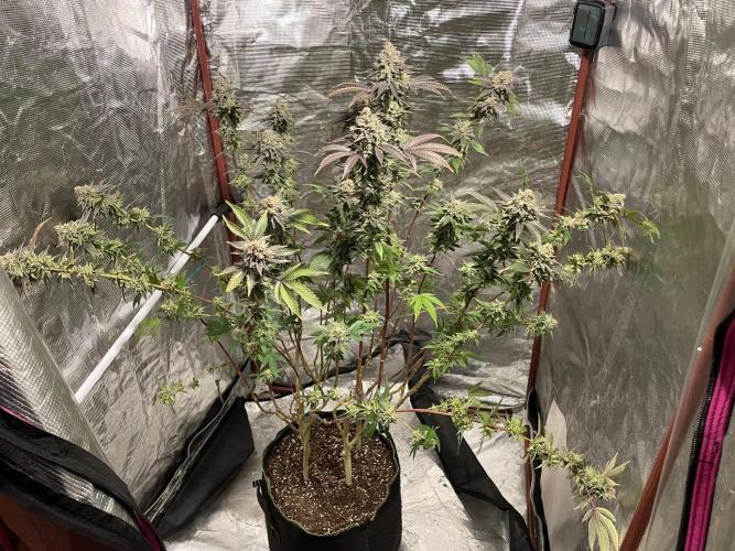 First properly done grow: Failed harvest. Week 16