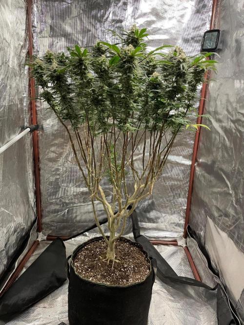 First properly done grow: Failed harvest. Week 16
