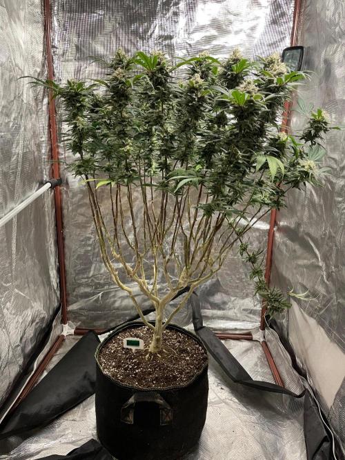 First properly done grow: Failed harvest. Week 16