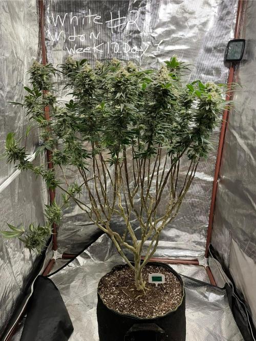 First properly done grow: Failed harvest. Week 16