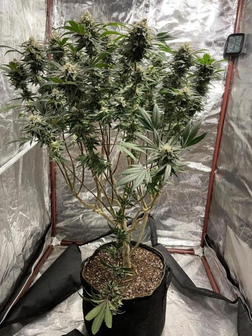 First properly done grow: Failed harvest. Week 16