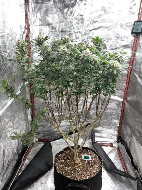First properly done grow: Failed harvest. Week 16