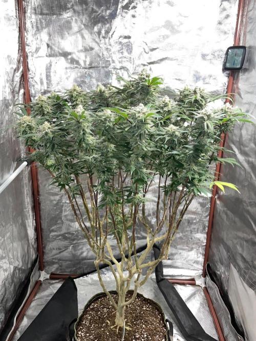 First properly done grow: Failed harvest. Week 16
