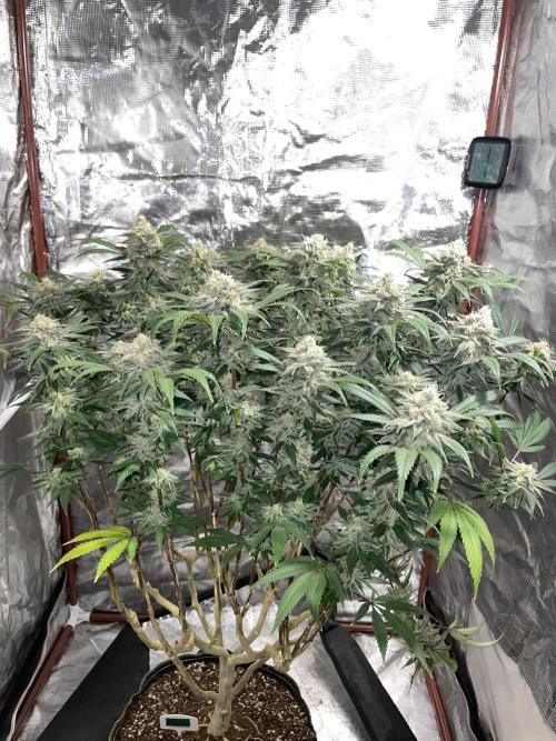 First properly done grow: Failed harvest. Week 16