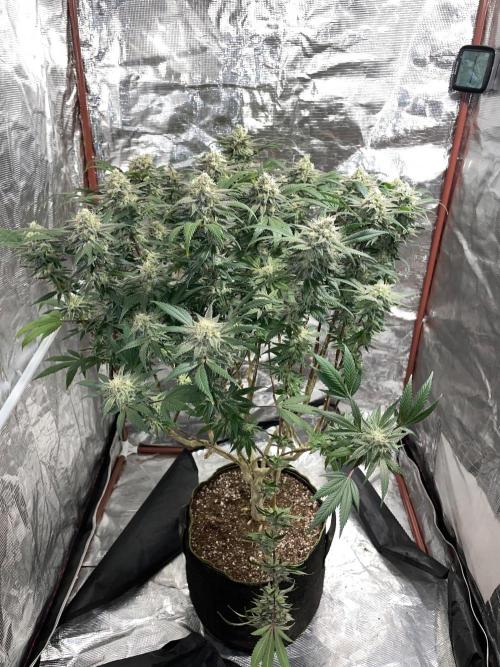 First properly done grow: Failed harvest. Week 16