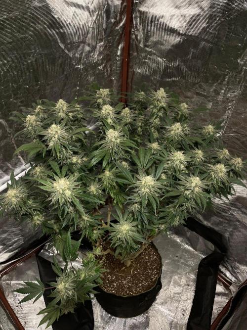 First properly done grow: Failed harvest. Week 16